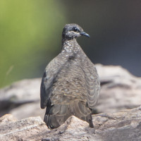 Chestnut-quilled Rock-Pigeon